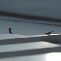 SKRILLEX & YOUNG MIKO - Duro