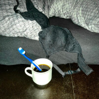 Magdalena Trajerová, Zas rána